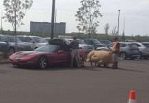 Великий подарунок дівчині (10 фото)