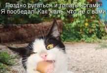 Кращі котоматриці тижні (50 фото)