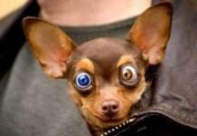 Незрозумілі фото (65 фото)