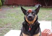 Точно підібрані фотографії собак (24 фото)