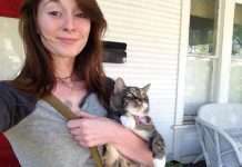 Коти в шоці (20 фото)