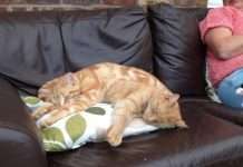 Милі і забавні тварини (35 фото)