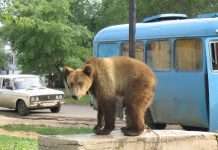 Ведмеді на вулицях Росії (34 фото)