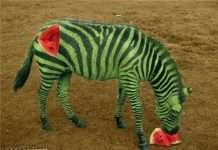 Креативні рослинні образи тварин (25 фото)