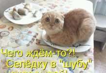 Кращі котоматриці тижні (50 фото)