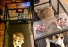 Цуценята, які виросли у дорослих собак в стилі до і після (23 фото)