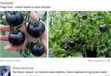 Смішні коментарі із соціальних мереж (21 фото)