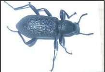 Австралійський місто бомбардували риби