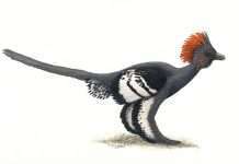 Динозаври були помаранчевими в смужку