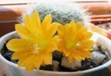 Квіти зможуть дзвонити на мобільний