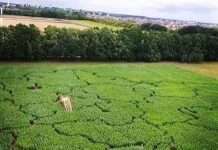 Найбільший лабіринт на кукурудзяному полі