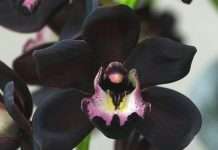 Найменша у світі орхідея