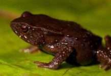 Невідомі науці жаби виявлені в Колумбії