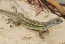 Новий вид ящірок виявлений у Вєтнамі