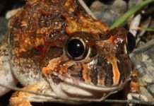 Новий вид жаб відкритий в Індії