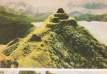 Предок тюленя вмів ходити по землі