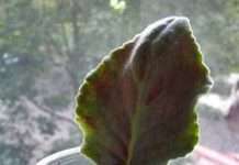 Робот-горщик слід за сонцем