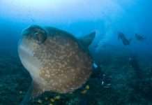 Риба-телескоп може бачити при світлі і в темряві