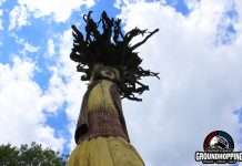 У Британії зявився перший в цьому році коло на поле