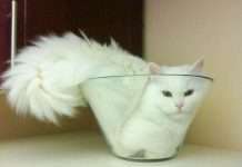 У Гарварді вручили Антинобелівські премії