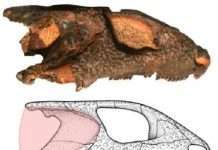 У Китаї знайшли два яйця давньої морської рептилії