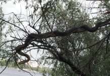 У Китаї знайшли гігантську змію