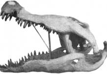 У Монтані знайдений череп невідомого анкилозавра