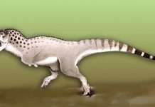 В Аргентині знайдений родич динозавра T. rex