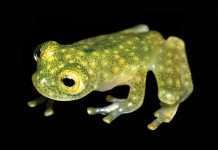 В Еквадорі знайшли прозору жабу