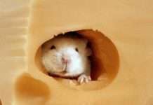 Вчені навчилися вибірково стирати память у мишей