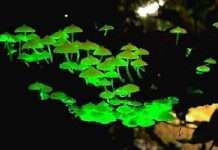 Вчені знайшли світяться гриби