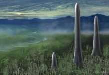 Вчені зясували, якими були дерева мільйони років тому