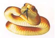 Змія з однією лапою