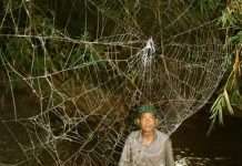 Знайдена найдавніша павутина