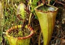 Гігантське мясоїдна рослина помітили на Філіппінах