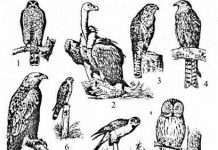 Качки охороняються від вагітності за допомогою спіралі