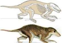 Канадські палеонтологи виявили невідомих рогатих динозаврів