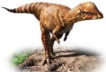 Новий вид динозаврів виявлений в Канаді
