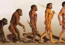 Вчені прискорили еволюцію