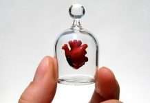 Вчені виростили статевий орган