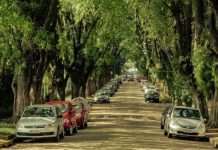 В Японії створений бамбуковий автомобіль