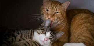 Розмноження кішок в домашніх умовах