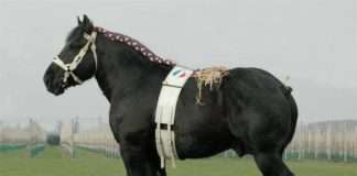 Слово про кобилі і меріна