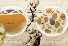 Кава запускає піч для спалювання калорій