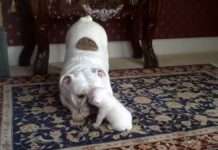 Щеня мило злиться на свою маму