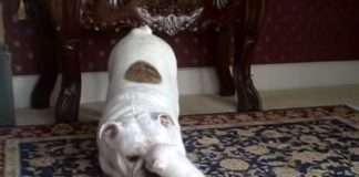 Щеня мило злиться на свою маму