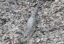 Несподівана знахідка в лісі Оренбурзької області