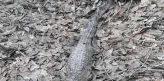 Несподівана знахідка в лісі Оренбурзької області