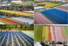 Поля квітучих тюльпанів в Нідерландах