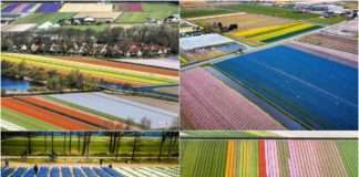 Поля квітучих тюльпанів в Нідерландах